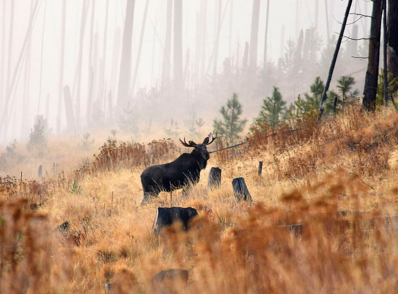 охота на лося