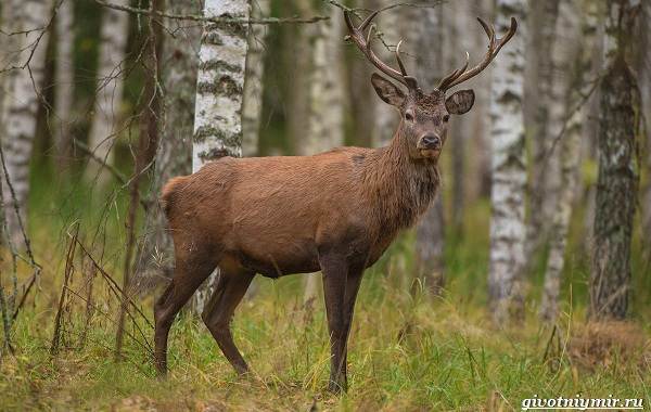 Охота-на-оленя-и-её-особенности-2