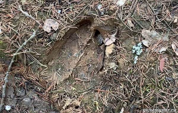 Охота-на-оленя-и-её-особенности-14