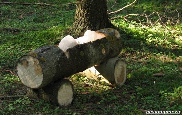 Охота-на-оленя-и-её-особенности-12