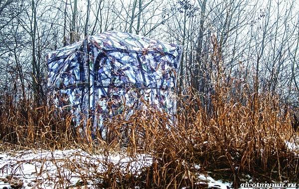 Охота-на-оленя-и-её-особенности-9