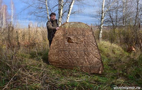 Охота-на-оленя-и-её-особенности-8