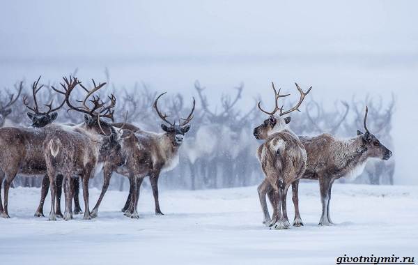 Охота-на-оленя-и-её-особенности-3
