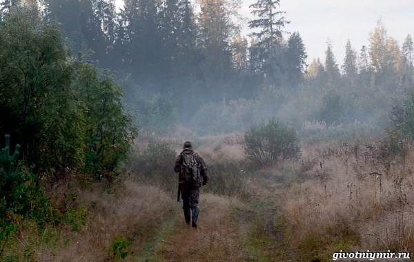 Охота-на-оленя-и-её-особенности-15