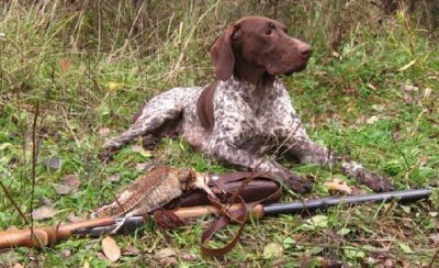 Собака охотника