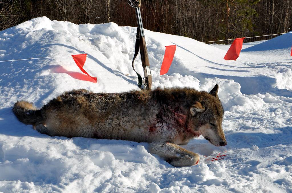 охота на волков