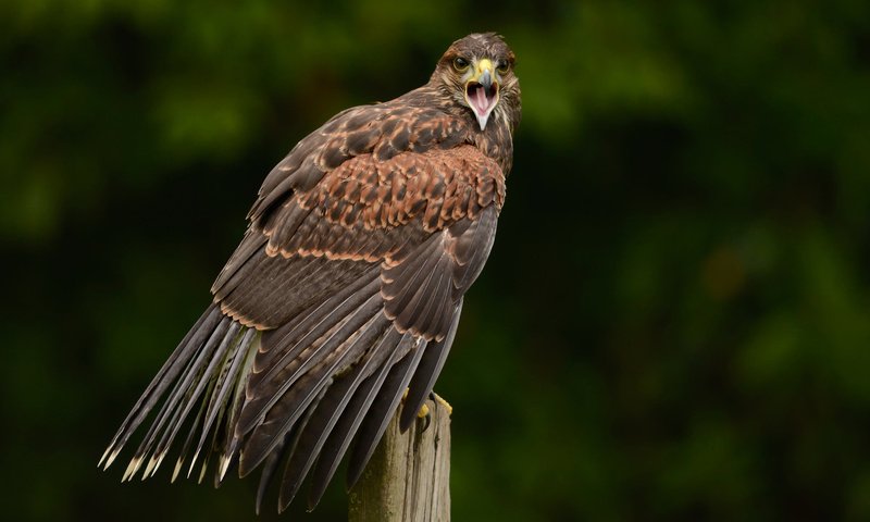 птица отряда ястребиных 5 букв
