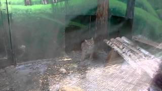 Рысь охотится за девочкой(Снято в Ярославском зоопарке, на дне рождении зоопарка, 4 года., 2012-08-18T17:36:57.000Z)
