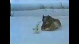 Заяц против рыси(Рысь вышла на охоту и думала, что легко сможет съесть зайца, но не тут то было. смотреть всем. ссылка на. 2012-11-29T10:09:37.000Z)
