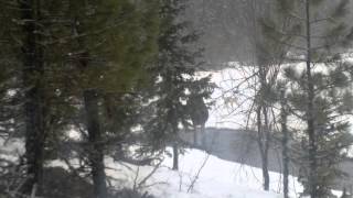 охота на лося(охота на лося с собаками., 2013-02-10T09:50:10.000Z)