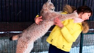 5 причин НЕ ЗАВОДИТЬ РЫСЬ(На случай, если вдруг пришла мысль КУПИТЬ РЫСЬ (LYNX). У нас много милых видео с этими дикими кошками, но и о. 2016-12-05T14:10:02.000Z)