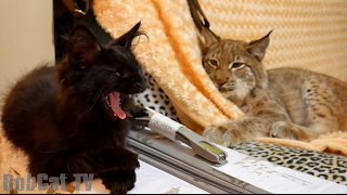 Мейн-кун и рысь Ханна(МЫ В ИНСТАГРАМЕ: https://www.instagram.com/katyabobcat/ Small video clips about the life of our Siberian lynxes and their friends (cats, dogs). We do not . 2017-02-15T19:22:38.000Z)