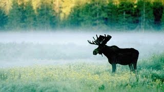 Охота на лося на гону(Кому-то нравится охота загоном, кому-то нет. На видео показана работа персонального охотника, способного. 2015-09-04T14:46:18.000Z)