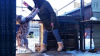 УДАЛОСЬ ЛИ ПОГЛАДИТЬ ОДИЧАЛУЮ РЫСЬ?(Если есть желание помочь нашим проектам с рысями (Lynx lynx), жмите на ссылку: http://www.donationalerts.ru/r/ekaterinavaleeva или http://ya. 2017-01-26T15:12:08.000Z)