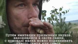 На самца косули с манком(, 2010-12-31T10:18:48.000Z)