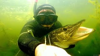 Подводная охота на &ldquo;крокодила&ldquo; Щука 10кг .(PIKE 10kg) .spearfishing for PIKE. 1080p.(Подводная охота на &ldquo;крокодила&ldquo; #Щука 10кг .(PIKE 10kg) .#spearfishing for #PIKE. ▱▱▱▱▱▱▱▱▱▱▱▱▱▱▱▱▱▱▱▱▱▱▱▱▱▱. 2016-11-17T11:42:14.000Z)