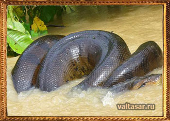 самый крупный удав на планете