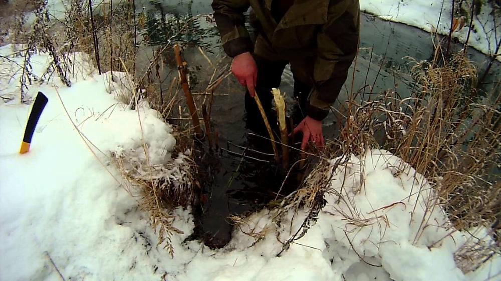 Установка капкана на бобра