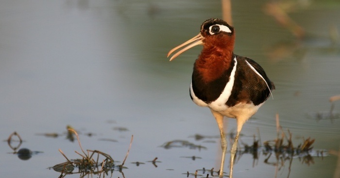 Гаршнеп на болоте