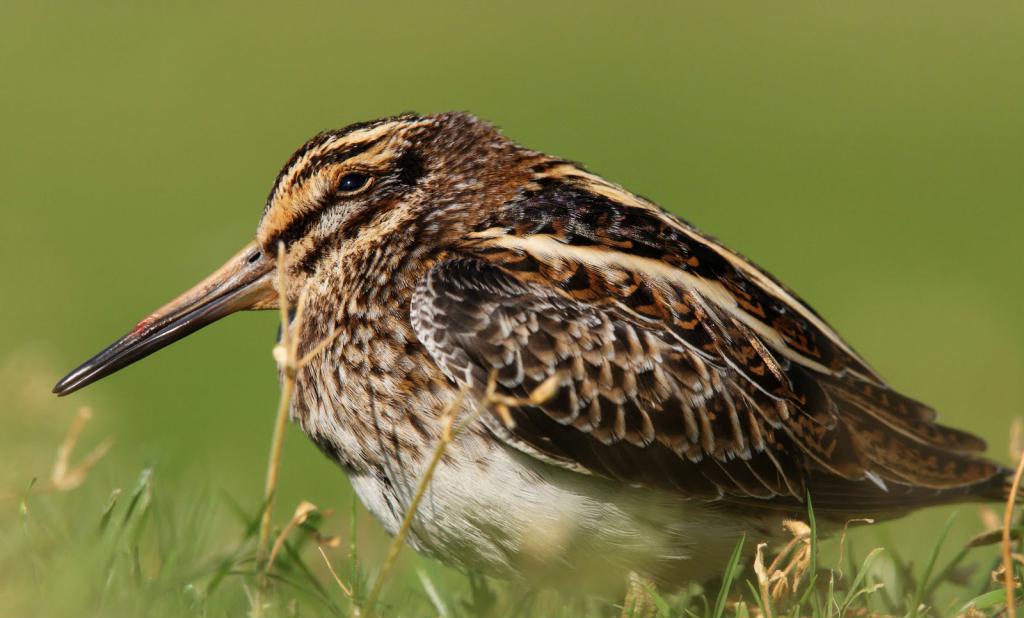 Дупель на лугу