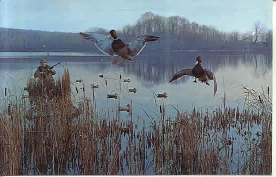 болотно-луговая дичь