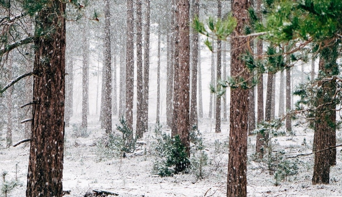 Диктанты на тему Зима для 3 класса
