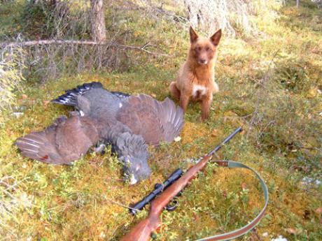 охота на глухаря весной