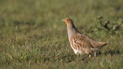 Серая куропатка