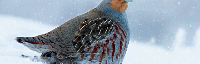 Охота на серую куропатку