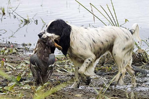 текст при наведении