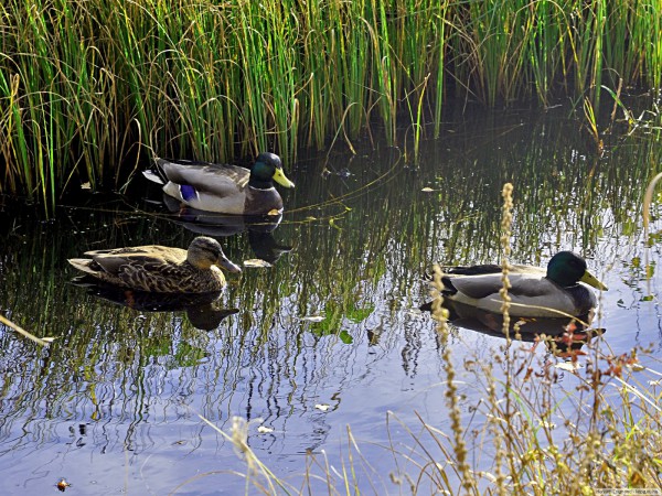 Охота на утку весной