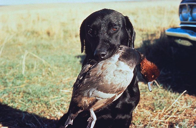 Охотничья собака с уткой