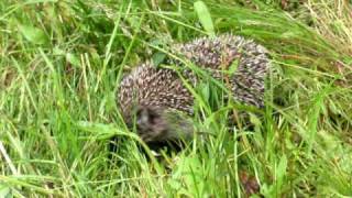 ОхотничеГ!(Похождения молодого ежика. 2010-03-06T20:17:31.000Z)