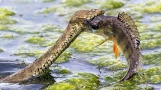 Змея охотится на Рыбу(Змея и Рыба. Стоит немного зазеваться и твой улов может быть похищен. Подсмотрено на одной из рыбалок. . 2016-04-15T10:47:18.000Z)