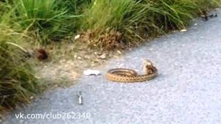 Белка охотится змею(, 2013-07-20T14:00:32.000Z)