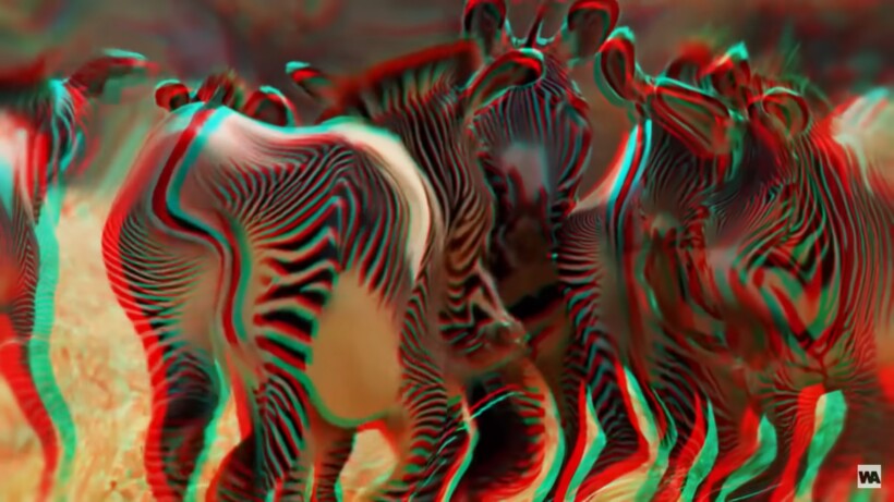 Видео: Почему львы перестали охотиться на зебр 