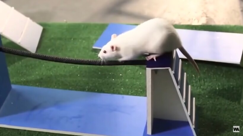 Видео: Почему львы перестали охотиться на зебр 