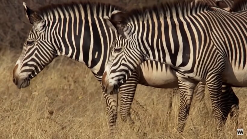 Видео: Почему львы перестали охотиться на зебр 