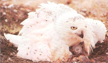 Белые совы гнездятся на земле, а число яиц в кладке зависит от кормовых условий.