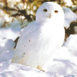 Белая сова