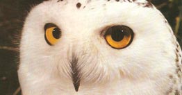 Как и все хищные птицы, белые совы обладают отличным стереоскопическим зрением.
