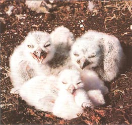 Все эти белые совята вылупились из одной кладки.