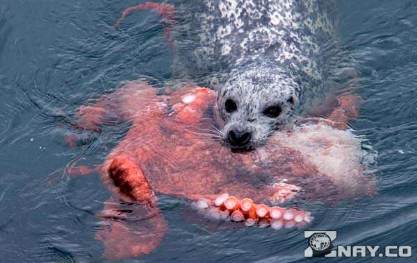 Тюлень охотится на осьминога 