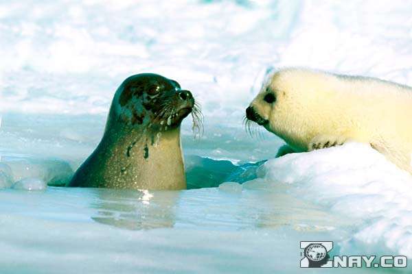 Животное и его тюлененок 