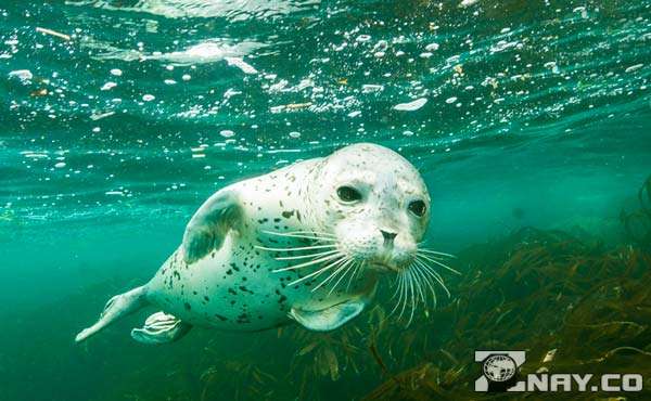 Млекопитающее в Тихом океане