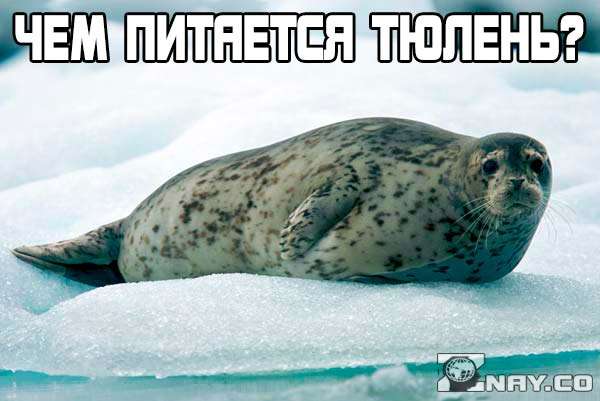 Чем питается тюлень?