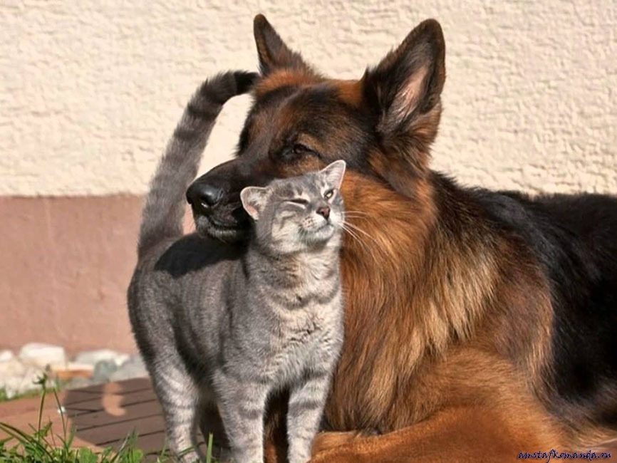 собака, кошка, дружба, ненависть