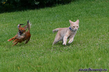 собака, кошка, дружба, ненависть