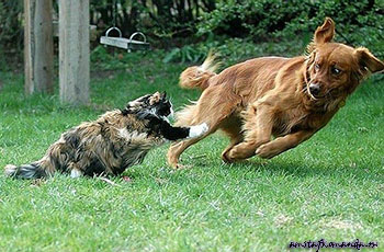 собака, кошка, дружба, ненависть