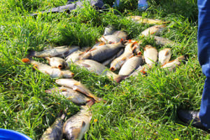 Рыба, пойманная на Сенежском озере